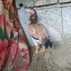 Taşkent mäki
