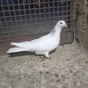 kepderi