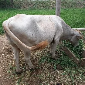 sygyr