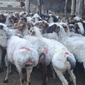Bakylan işşek