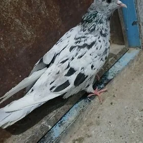 kepderi