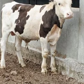 Gök ala Simental okuz