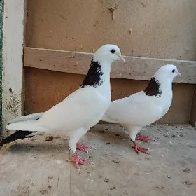 kepderi