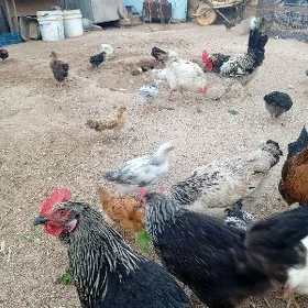 Ördekler, towuklar, juyjeler