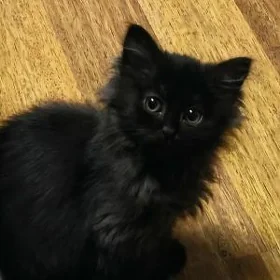 отдадим котёнка в добрые руки