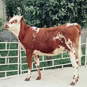Simental gibirit tuwe