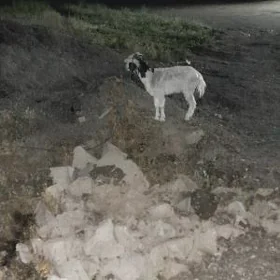 dog geçi