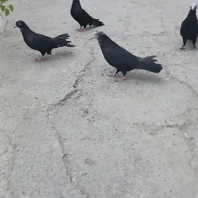 kepderi