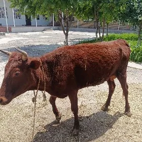 Sygyr goleli
