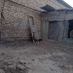 horaz