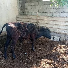 ARASSA GIBIRIT ÖKÜZ