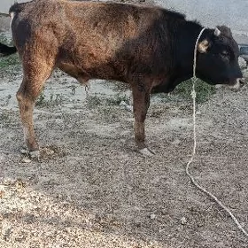 BAKYLAN ÖKÜZ