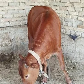 gulajyn mallar