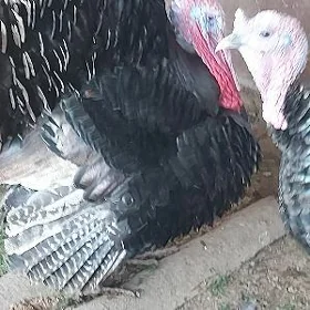 erkek induk 4sany