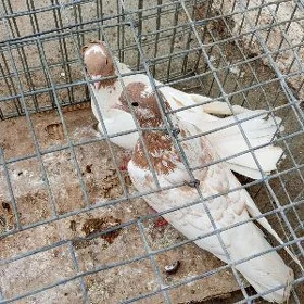 kepderi