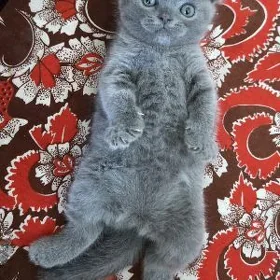 вислоухий кот