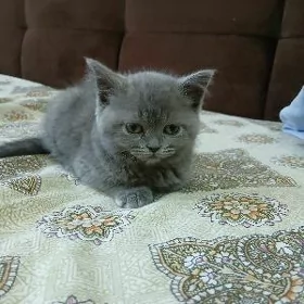 котёнок