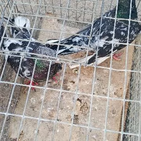 kepderi