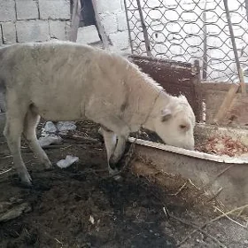 öküz