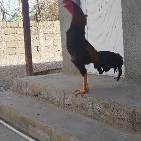 taşkent