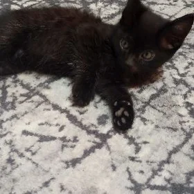 котёнок пишижек