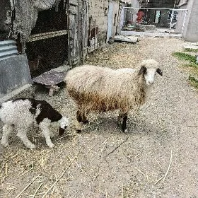 Guzyly goýun guzsi uli