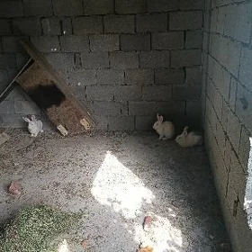 WELKAN  TOWŞON