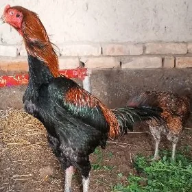 paroda horaz