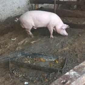doñuz