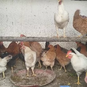towuklar