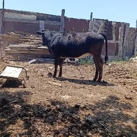 Гачар