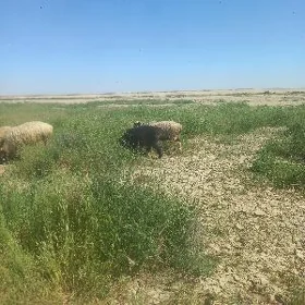 goýunlar