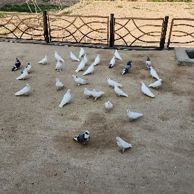 kepderi