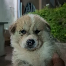 Akita Акита