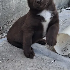 Сибирские Хаски
