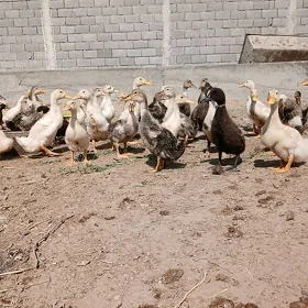 ordok