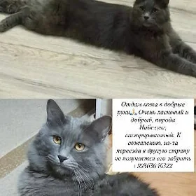 в добрые руки