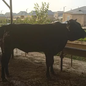 ökuz