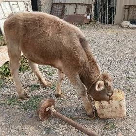 Tüwe