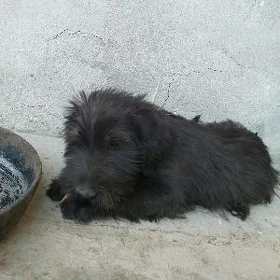 puşok
