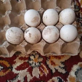 Induk ýumurtga