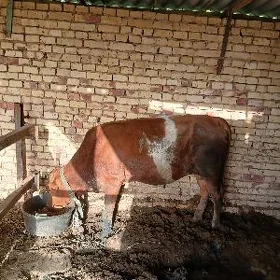 Öküz