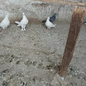 kepderi