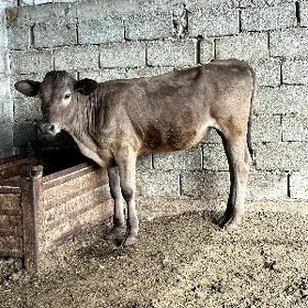 GIBIRIT ŞIVES TÜWE