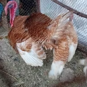 induk kakilik