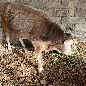 ökiz