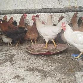 towuklar