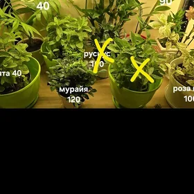 Комнатные Растения