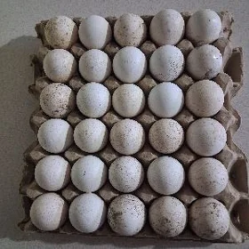 induk yumurtga