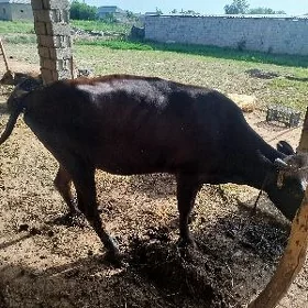 bakylan sygyr